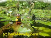 /home//u458753944/public_html/sourcegallery////////////Frogs/More bullfrogs/P7251206.JPG